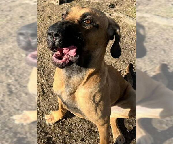 Medium Photo #4 Brazilian Mastiff-Great Dane Mix Puppy For Sale in Jasper, AL, USA