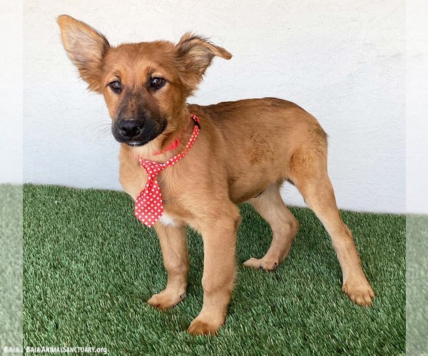 Medium Photo #4 German Shepherd Dog-Unknown Mix Puppy For Sale in San Diego, CA, USA