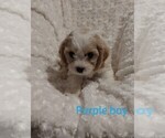 Small Photo #9 Cavachon Puppy For Sale in HOMELAND, CA, USA