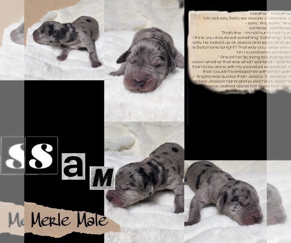 Medium Photo #3 Great Dane Puppy For Sale in SALTVILLE, VA, USA