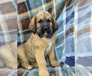 Saint Berdoodle Puppy for sale in PEACH BOTTOM, PA, USA