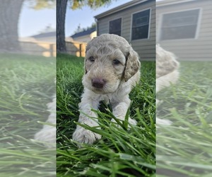 Goldendoodle Puppy for sale in GREELEY, CO, USA