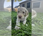 Small Goldendoodle