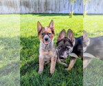 Small #10 German Shepherd Dog Mix