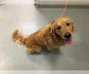 Golden Retriever Dogs for adoption in Orange, CA, USA