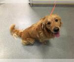 Small Golden Retriever