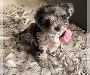 Medium YorkiePoo