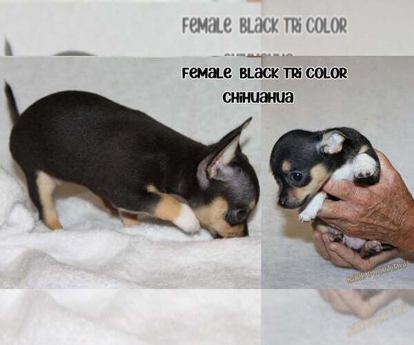 Medium Photo #1 Chihuahua Puppy For Sale in HUDSONVILLE, MI, USA