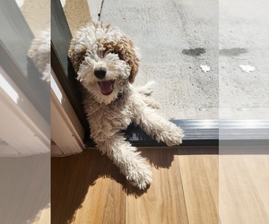 Goldendoodle (Miniature) Puppy for sale in CHANDLER, AZ, USA