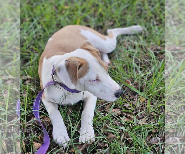Medium Photo #8 Beagle-Unknown Mix Puppy For Sale in Wakefield, RI, USA