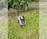 Small #25 Chiweenie