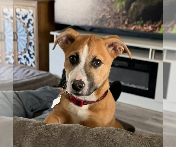 Medium Photo #2 American Pit Bull Terrier-Unknown Mix Puppy For Sale in Sandy, UT, USA