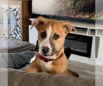 Small #1 American Pit Bull Terrier Mix