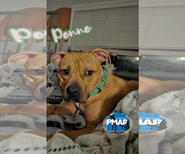 Medium Photo #2 American Pit Bull Terrier-Unknown Mix Puppy For Sale in Binghamton, NY, USA