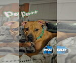 Small #1 American Pit Bull Terrier Mix