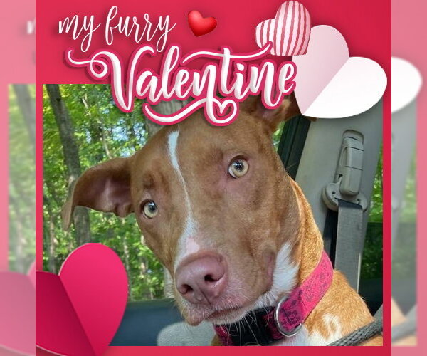 Medium Photo #25 American Pit Bull Terrier-Blue Lacy Mix Puppy For Sale in Rockaway, NJ, USA