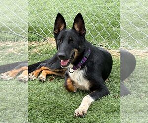 Cali - Female German Shepherd Dog-Unknown Mix Dog for Adoption - Photo #3