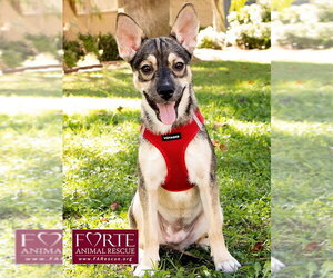 Ramona - Female Siberian Husky-Unknown Mix Dog for Adoption - Photo #2