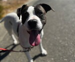 *CRICKET - Female Mutt Dog for Adoption - Small photo