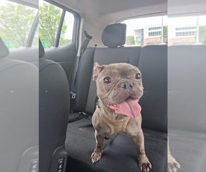 French Bulldog Dogs for adoption in LITHONIA, GA, USA
