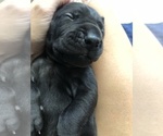 Small Photo #5 Great Dane Puppy For Sale in TWAIN HARTE, CA, USA
