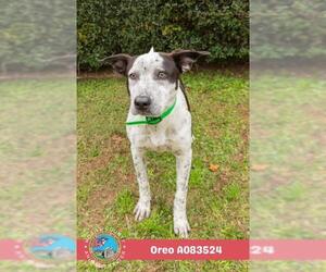 OREO - Male Mutt Dog for Adoption - Photo #2