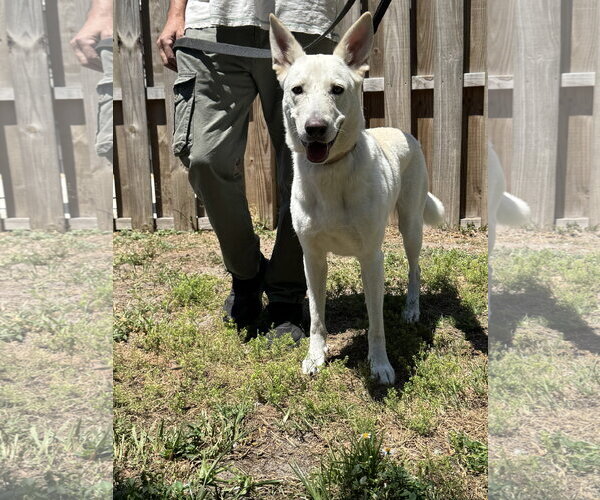 Medium Photo #1 - Mix Puppy For Sale in Hoffman Estates, IL, USA