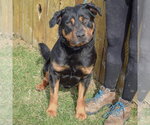 Small #1 Rottweiler