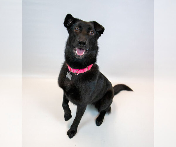 Medium Photo #3 Border Collie-Unknown Mix Puppy For Sale in Kennesaw, GA, USA