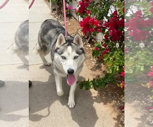 Lala *Courtesy Post* - Female Siberian Husky Dog for Adoption - Photo #3