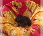 Small #1 Yorkshire Terrier