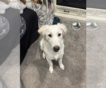 Small #1 Great Pyrenees