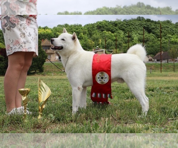 Medium Photo #1 Ainu Dog Puppy For Sale in Fegyvernek, Jasz-Nagykun-Szolnok, Hungary