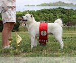 Small Photo #1 Ainu Dog Puppy For Sale in Fegyvernek, Jasz-Nagykun-Szolnok, Hungary