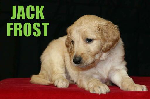 Medium Photo #3 Goldendoodle Puppy For Sale in GUTHRIE, NC, USA
