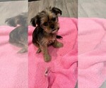 Small Photo #7 Shorkie Tzu Puppy For Sale in VAN NUYS, CA, USA
