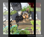Small #2 Yorkshire Terrier