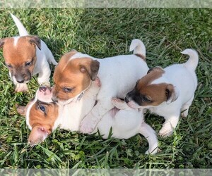Jack Russell Terrier Puppy for Sale in APPLE GROVE, West Virginia USA
