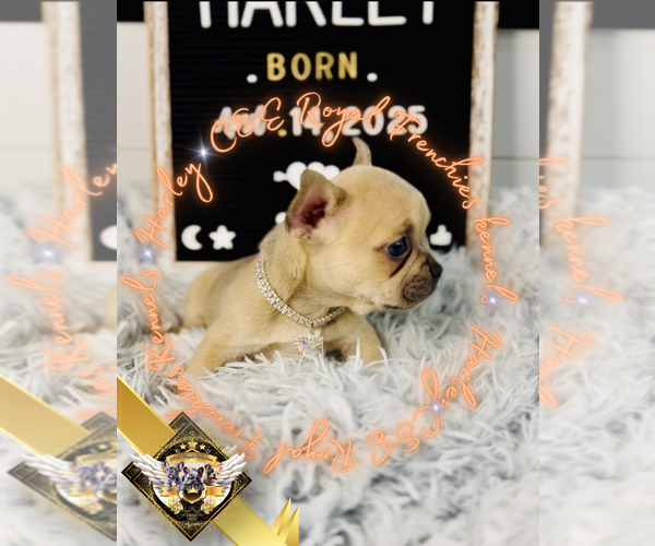Medium Photo #14 French Bulldog Puppy For Sale in ATHENS, GA, USA