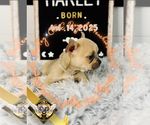 Small #13 French Bulldog