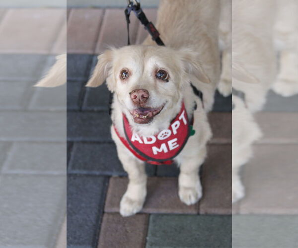 Medium Photo #8 Cocker Spaniel-Spaniel Mix Puppy For Sale in Mission Viejo, CA, USA