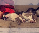 Small Photo #1 Boston Terrier Puppy For Sale in VALDOSTA, GA, USA