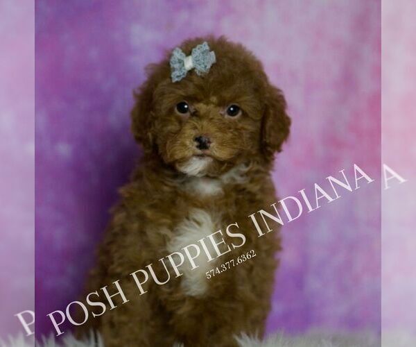 Medium Photo #6 Maltipoo (Miniature) Puppy For Sale in WARSAW, IN, USA