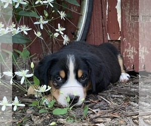 Greater Swiss Mountain Dog Puppy for sale in MILLERSBURG, PA, USA