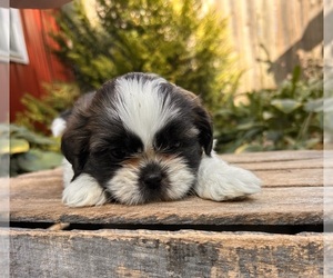 Shih Tzu Puppy for sale in MIDDLEBURY, IN, USA