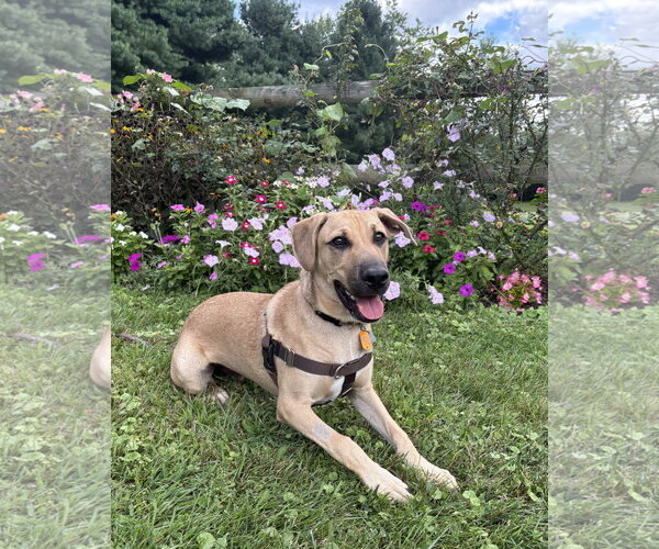 Medium Photo #2 Mutt Puppy For Sale in Doylestown, PA, USA