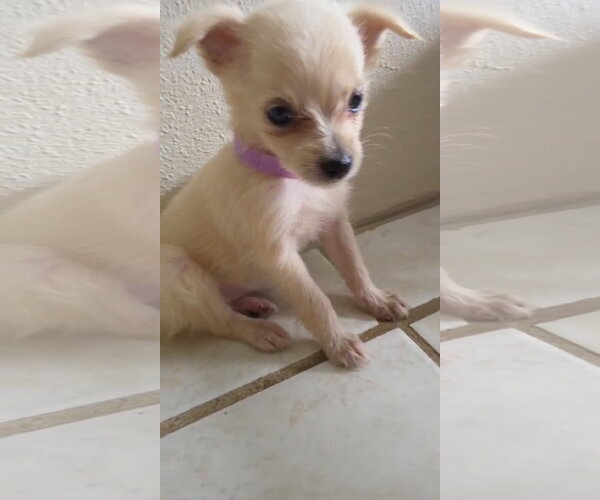 Medium Photo #2 Chihuahua-Unknown Mix Puppy For Sale in Virginia Beach, VA, USA