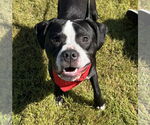 Small Boxer Mix