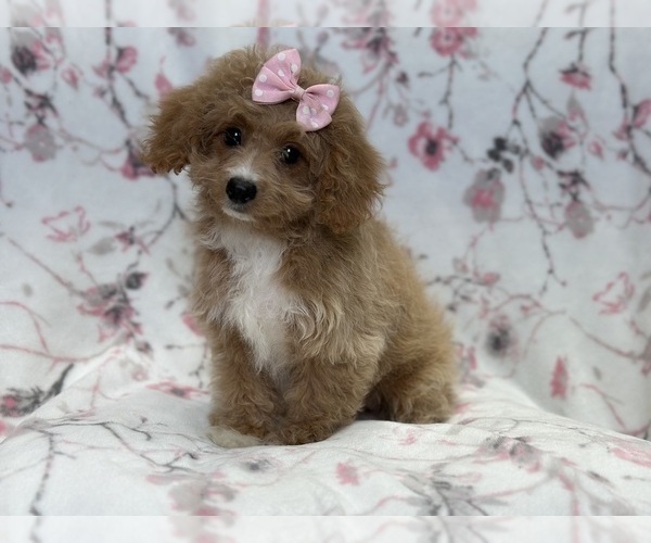 Medium Photo #7 Bichpoo Puppy For Sale in LAKELAND, FL, USA