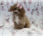 Small Photo #7 Bichpoo Puppy For Sale in LAKELAND, FL, USA